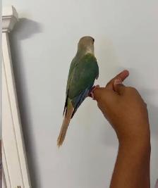 Turqouise Conure - Photo 6
