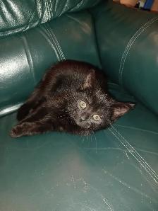 Free Pure Black Kittens.  Pick-up Only. No delivery. - Photo 2