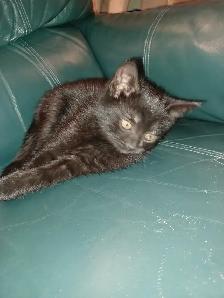 Free Pure Black Kittens.  Pick-up Only. No delivery. - Photo 3