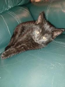 Free Pure Black Kittens.  Pick-up Only. No delivery. - Photo 4