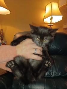 Free Pure Black Kittens.  Pick-up Only. No delivery. - Photo 5