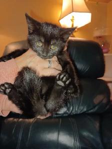 Free Pure Black Kittens.  Pick-up Only. No delivery. - Photo 6