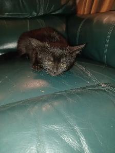 Free Pure Black Kittens.  Pick-up Only. No delivery. - Photo 7