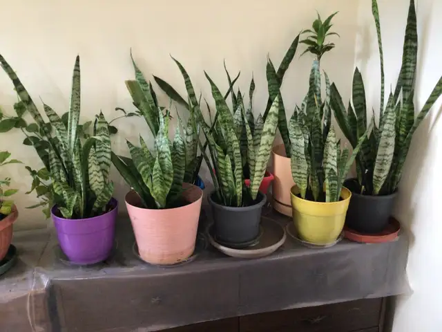 SNAKE PLANTS AND SAMPAGUITA PLANT