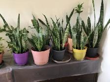 SNAKE PLANTS AND SAMPAGUITA PLANT