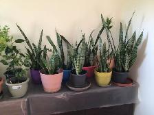 SNAKE PLANTS AND SAMPAGUITA PLANT - Photo 2