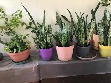SNAKE PLANTS AND SAMPAGUITA PLANT - Photo 3