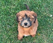 Soft Coated Wheaten Terrier