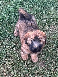 Soft Coated Wheaten Terrier - Photo 2