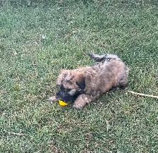 Soft Coated Wheaten Terrier - Photo 3