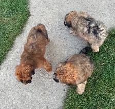 Soft Coated Wheaten Terrier - Photo 4