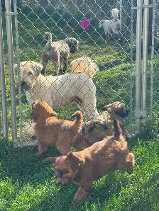 Soft Coated Wheaten Terrier - Photo 5