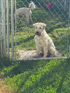 Soft Coated Wheaten Terrier - Photo 6