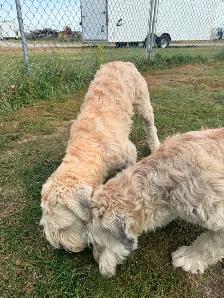 Soft Coated Wheaten Terrier - Photo 9