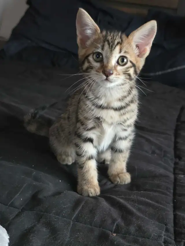 Chatons Bengals croisés à vendre !