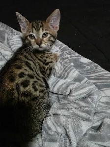 Chatons Bengals croisés à vendre ! - Photo 2