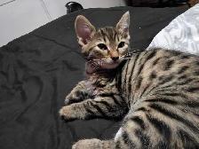 Chatons Bengals croisés à vendre ! - Photo 4