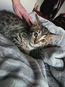 Chatons Bengals croisés à vendre ! - Photo 7
