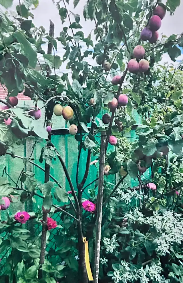 Quality Plum Trees for sale— HALF PRICE OF LOCAL GARDEN CENTRES