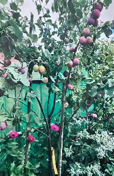 Quality Plum Trees for sale— HALF PRICE OF LOCAL GARDEN CENTRES