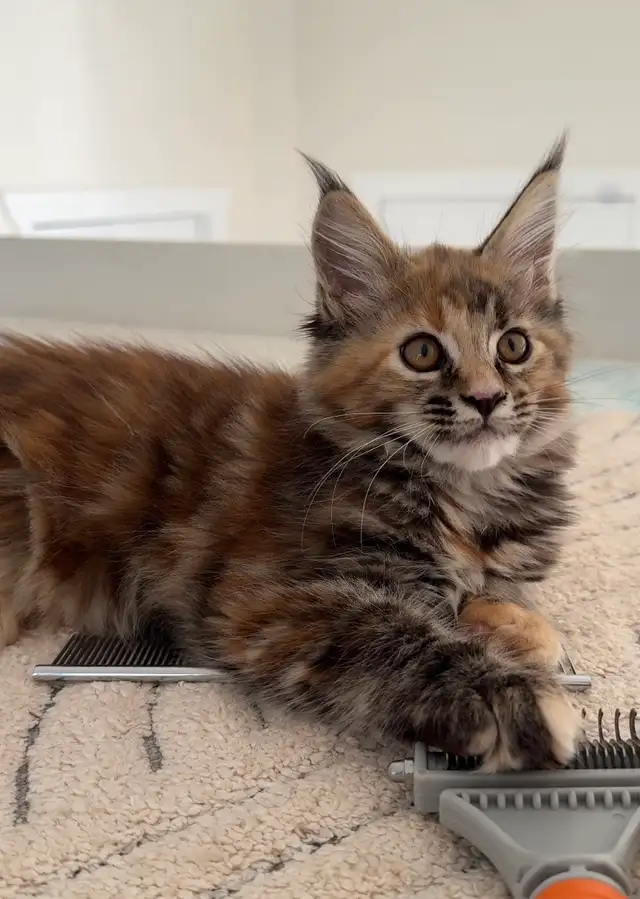 Purebred Maine Coon Kittens – Now Open for Reservation!