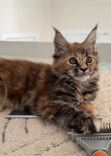 Purebred Maine Coon Kittens – Now Open for Reservation!