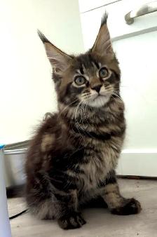 Purebred Maine Coon Kittens – Now Open for Reservation! - Photo 6