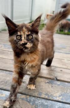 Purebred Maine Coon Kittens – Now Open for Reservation! - Photo 8