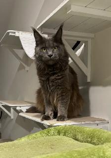 Purebred Maine Coon Kittens – Now Open for Reservation! - Photo 10