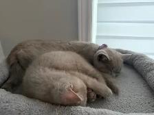DECLAWED SWEET BRITISH SHORT HAIR  (1 YEAR OLD) - Photo 4