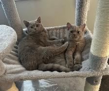 DECLAWED SWEET BRITISH SHORT HAIR  (1 YEAR OLD) - Photo 5