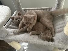 DECLAWED SWEET BRITISH SHORT HAIR  (1 YEAR OLD) - Photo 6