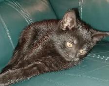 Free pure black kittens. Pick up only.