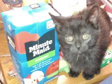 Free pure black kittens. Pick up only. - Photo 2