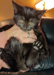 Free pure black kittens. Pick up only. - Photo 4