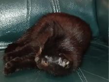 Free pure black kittens. Pick up only. - Photo 5