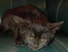 Free pure black kittens. Pick up only. - Photo 6