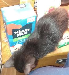 Free pure black kittens. Pick up only. - Photo 7