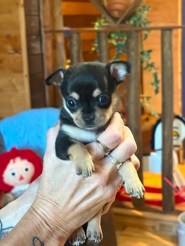 Two female chihuahuas puppies left