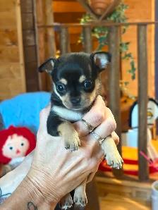 Two female chihuahuas puppies left