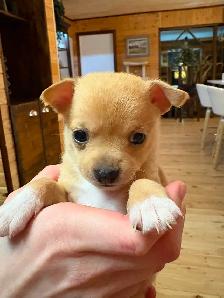 Two female chihuahuas puppies left - Photo 2