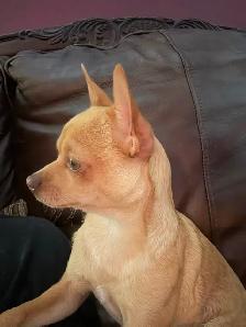 Two female chihuahuas puppies left - Photo 3