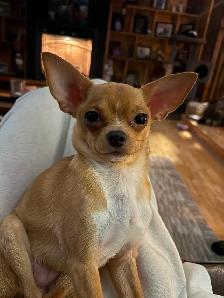 Two female chihuahuas puppies left - Photo 4