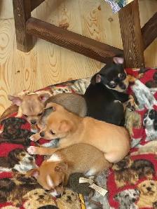 Two female chihuahuas puppies left - Photo 5