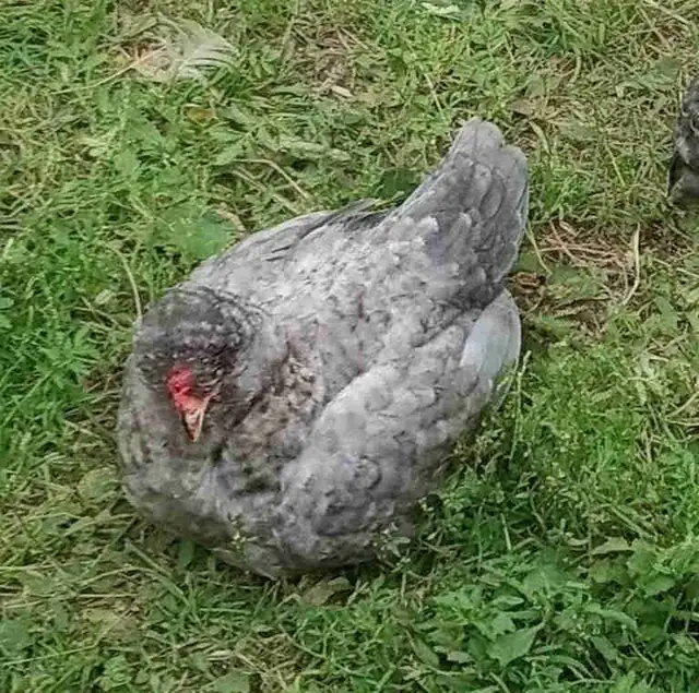 Coq soyeux Barbus d'Uccle