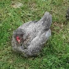 Coq soyeux Barbus d'Uccle