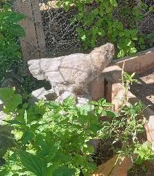 Coq soyeux Barbus d'Uccle - Photo 2