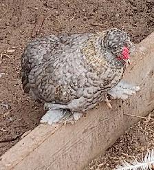 Coq soyeux Barbus d'Uccle - Photo 3