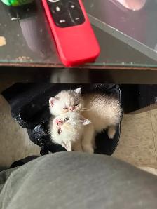 Chatons tropical à poil court - Photo 5