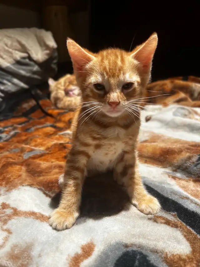 chatons Bengale pure race